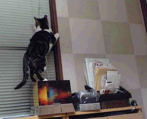 开云体育-迪巴拉一战正名，摩洛哥与那不勒斯焦点战中，阿根廷巨星如何重拾巅峰光芒